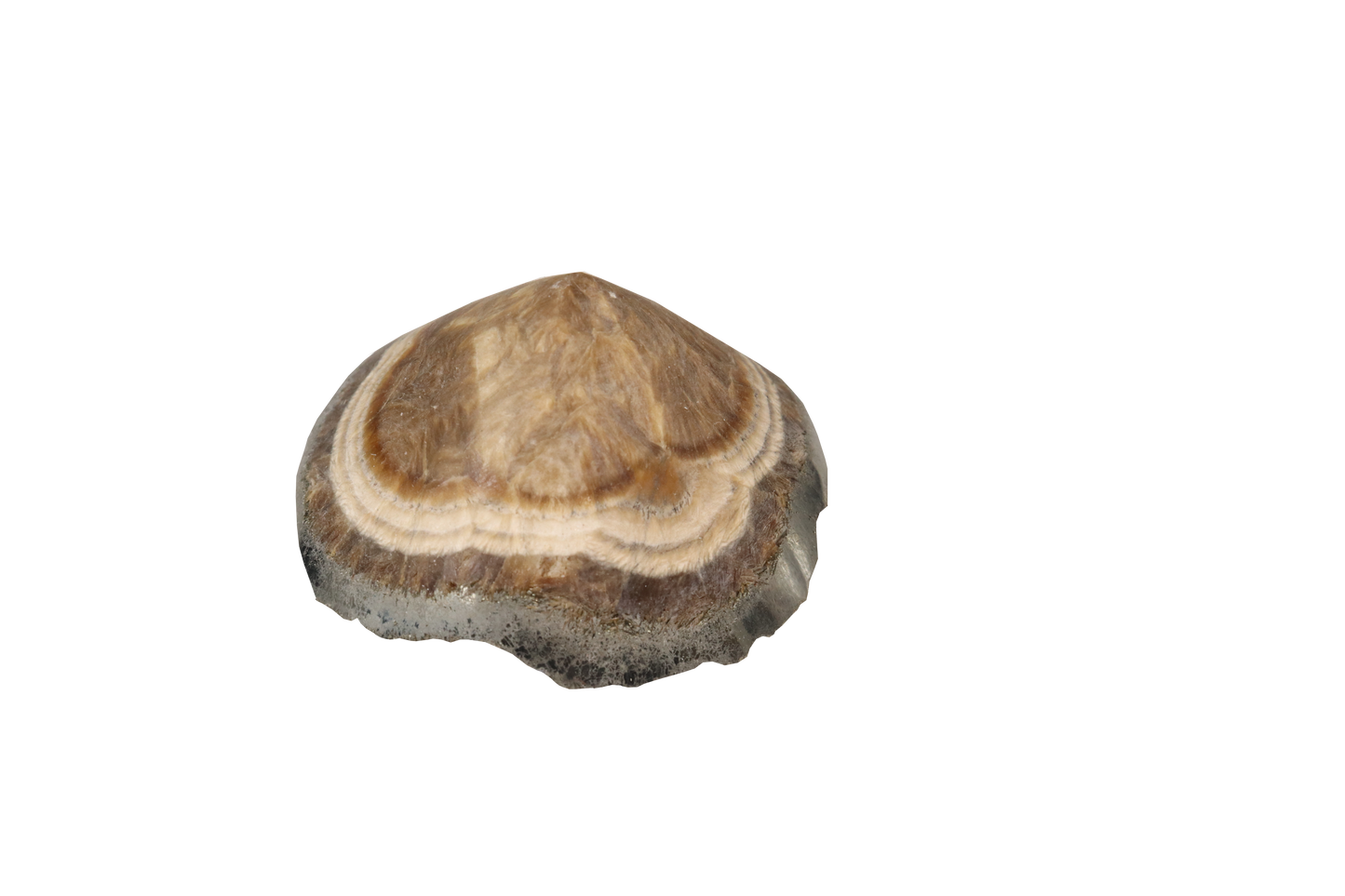Baryte, Marcasite