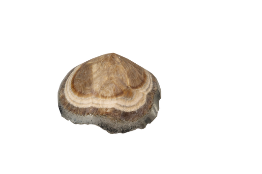 Baryte, Marcasite