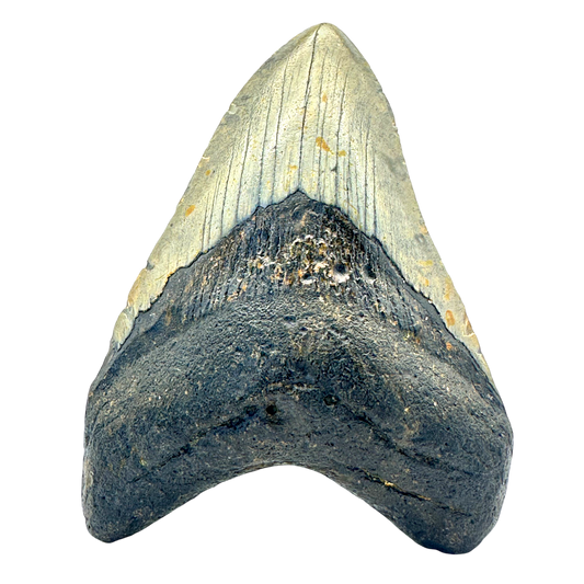 Megalodon Shark Tooth