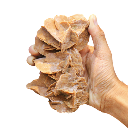 Desert Rose