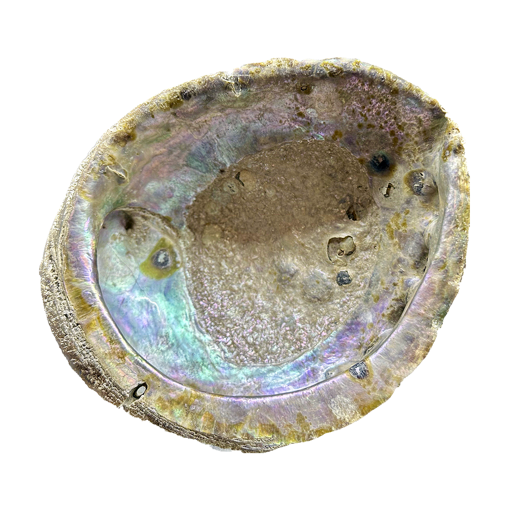 Abalone Shell