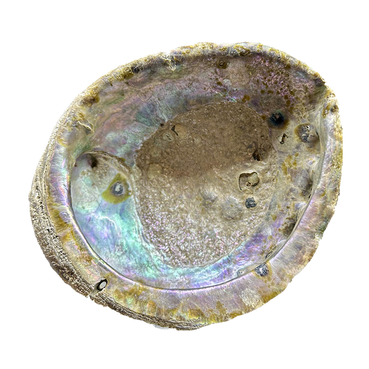 Abalone Shell