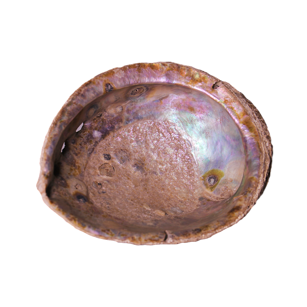 Abalone Shell