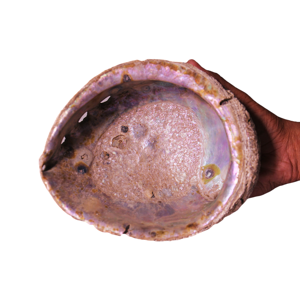 Abalone Shell