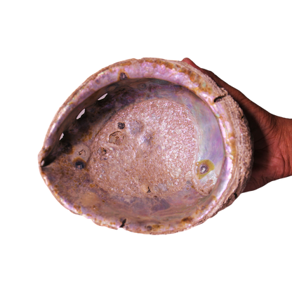 Abalone Shell