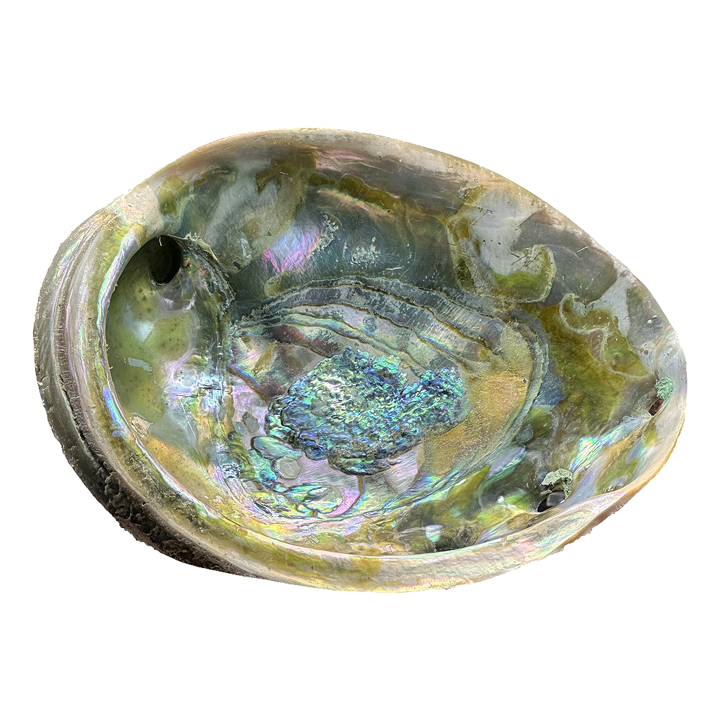 Abalone Shell