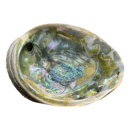 Abalone Shell