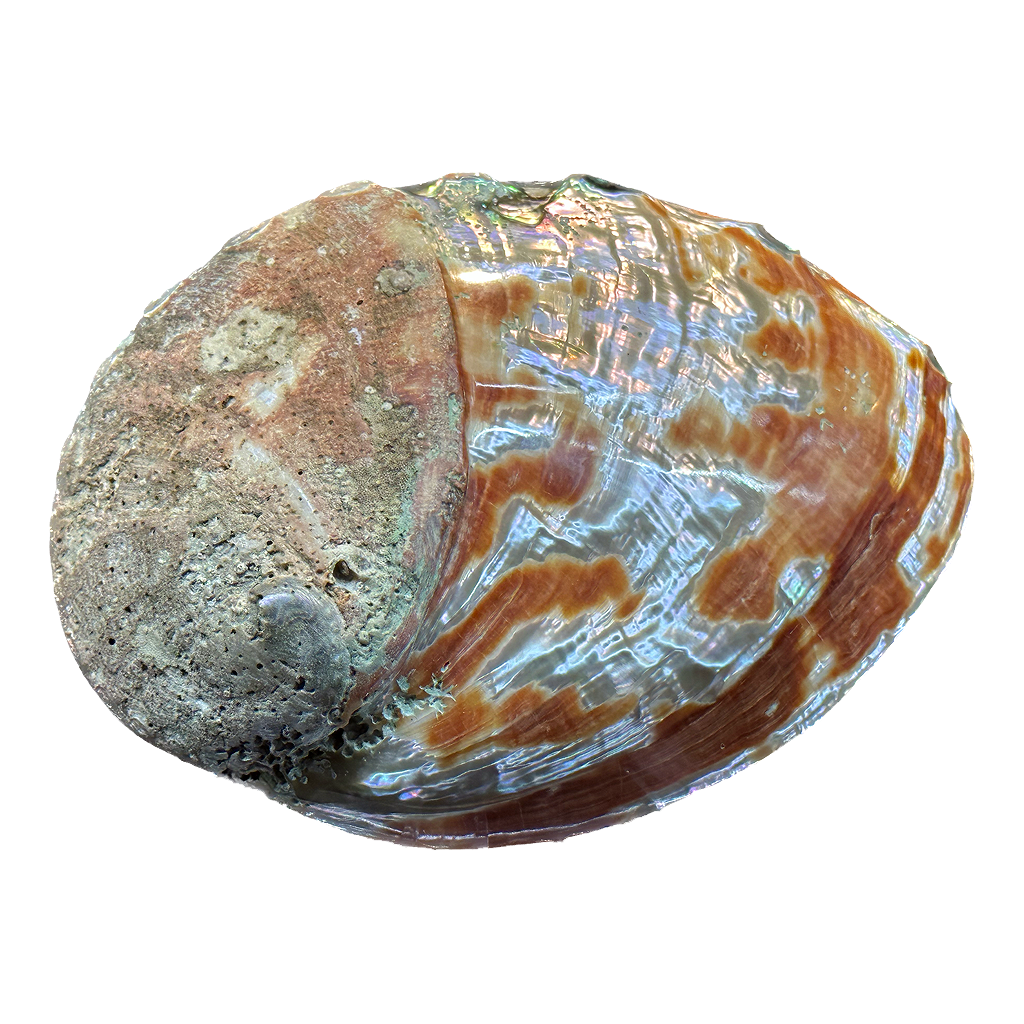 Abalone Shell