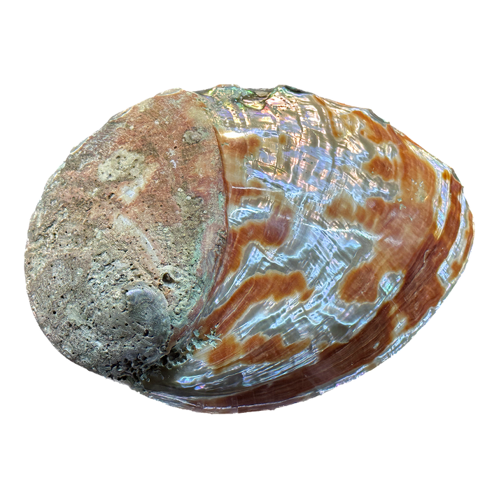 Abalone Shell – CrystalCaveIndia