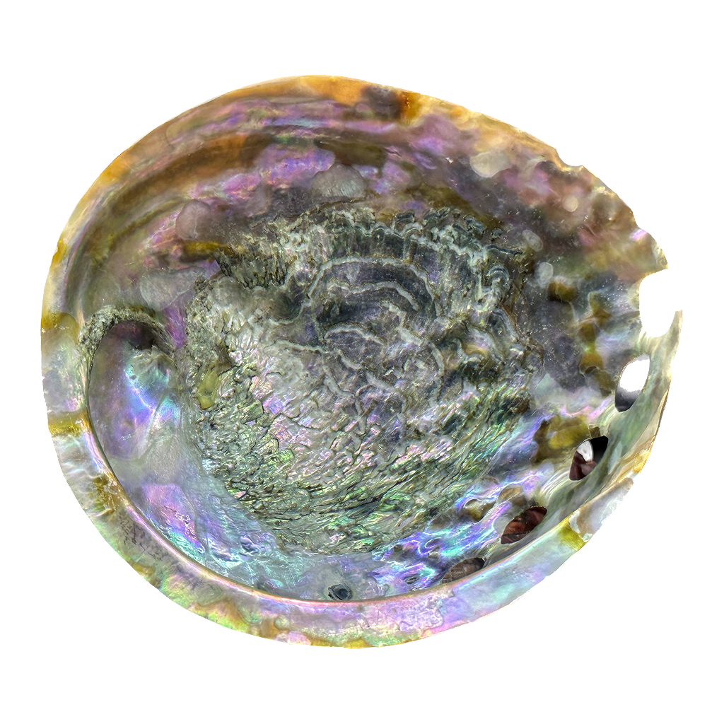 Abalone Shell