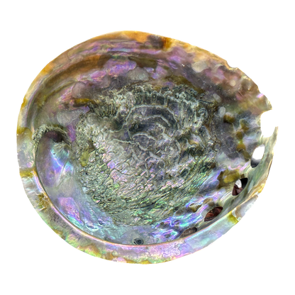 Abalone Shell