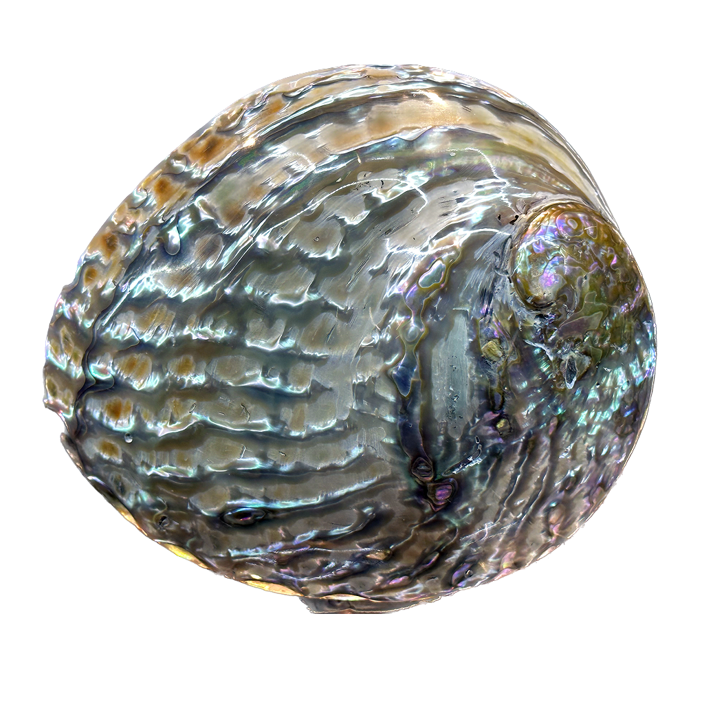Abalone Shell