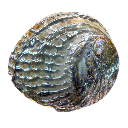 Abalone Shell
