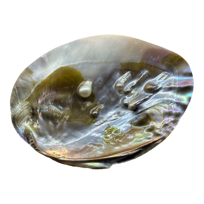 Abalone Shell