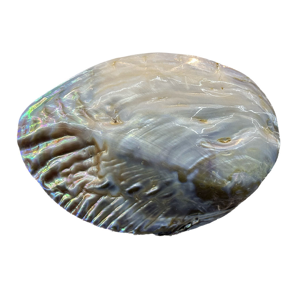 Abalone Shell
