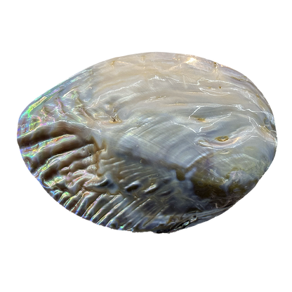 Abalone Shell