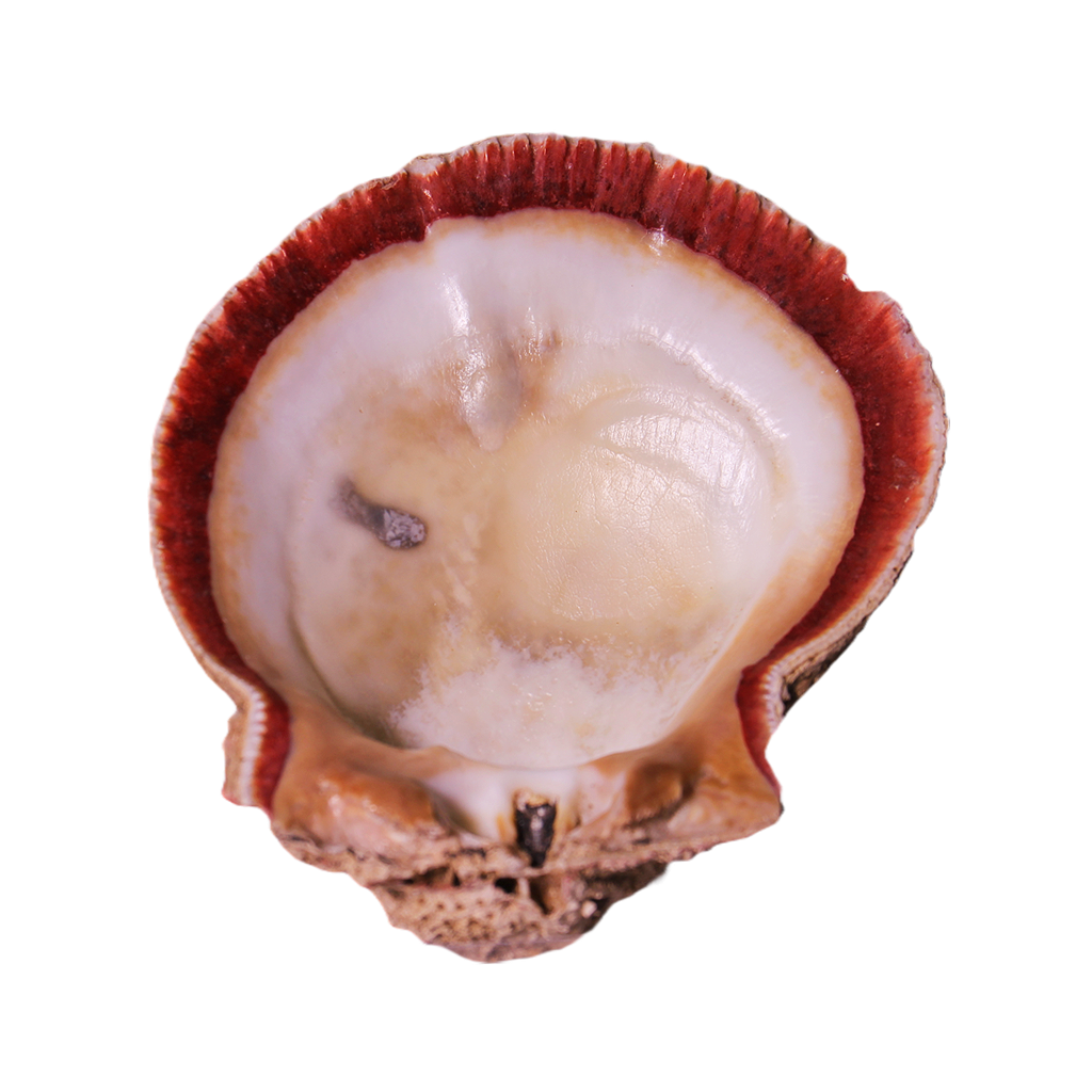 Abalone Shell
