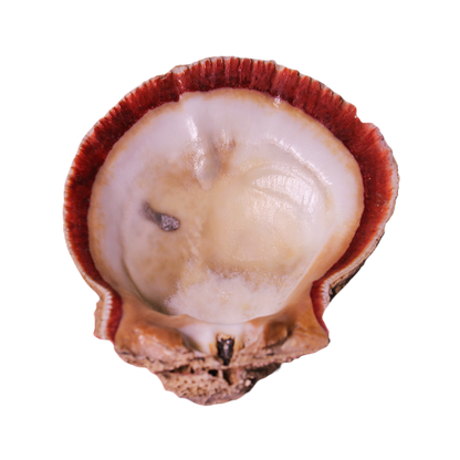 Abalone Shell