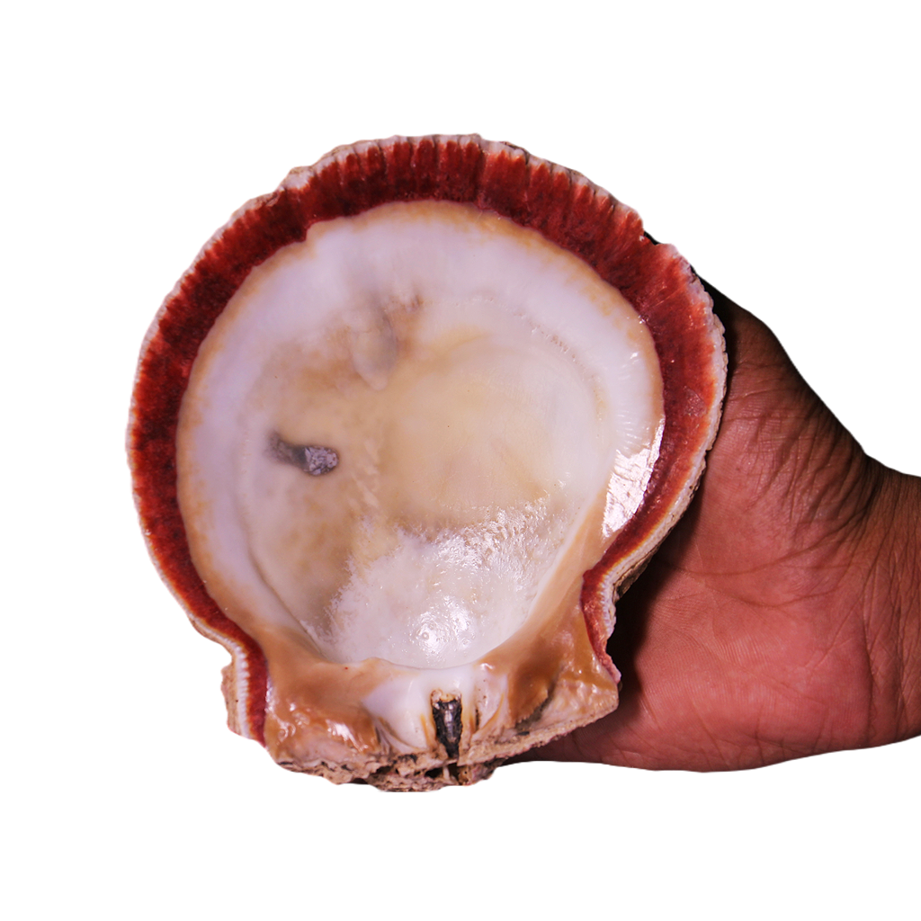 Abalone Shell