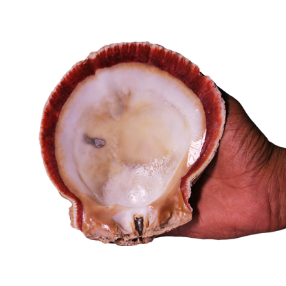 Abalone Shell