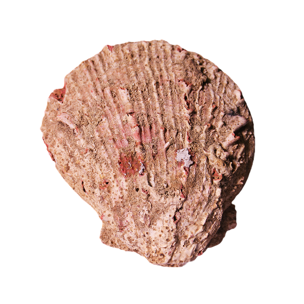 Abalone Shell