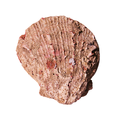 Abalone Shell