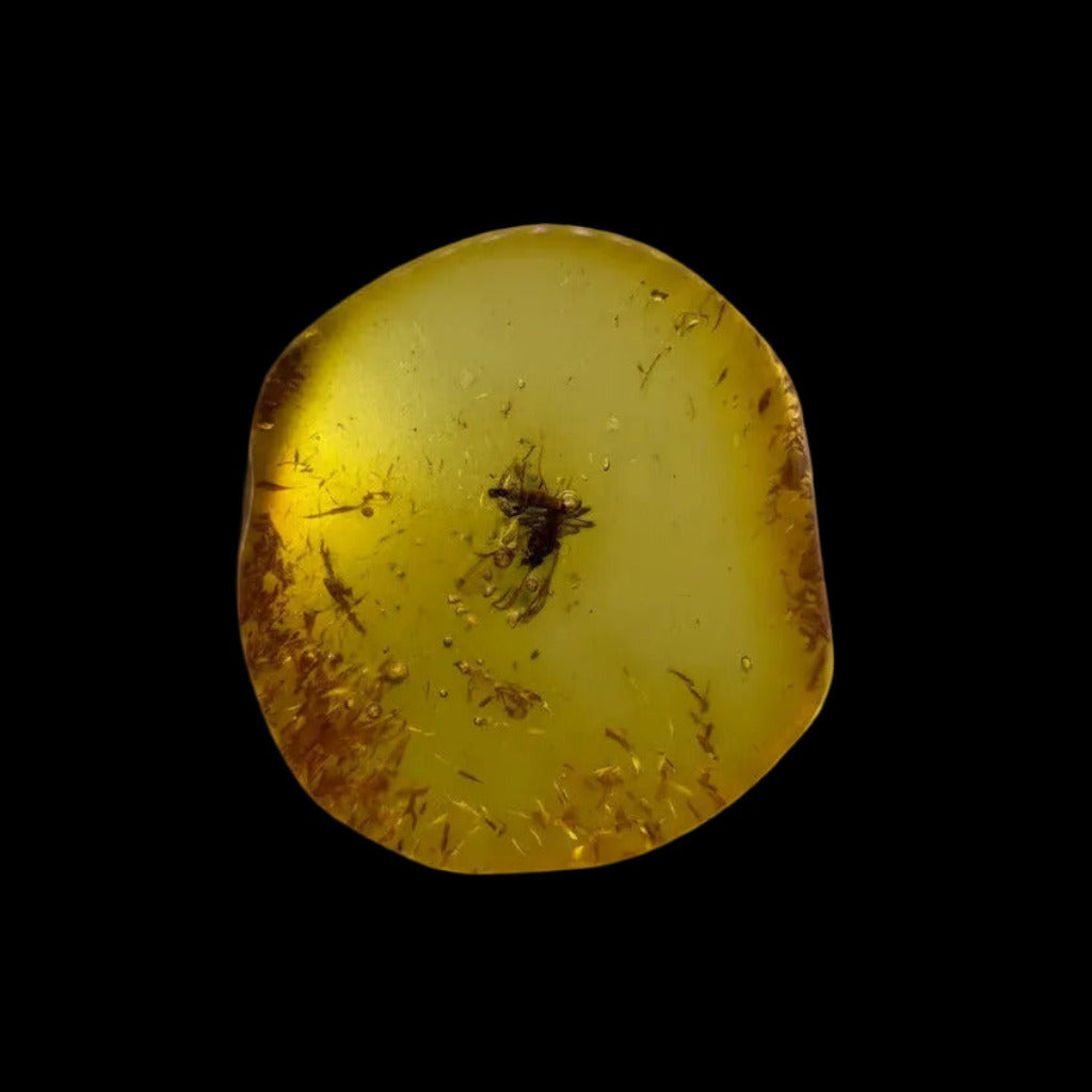 Insect in Amber