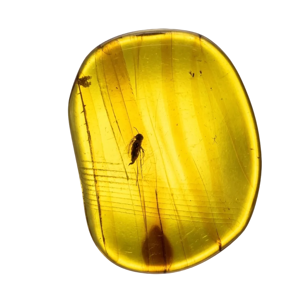 Insect in Amber