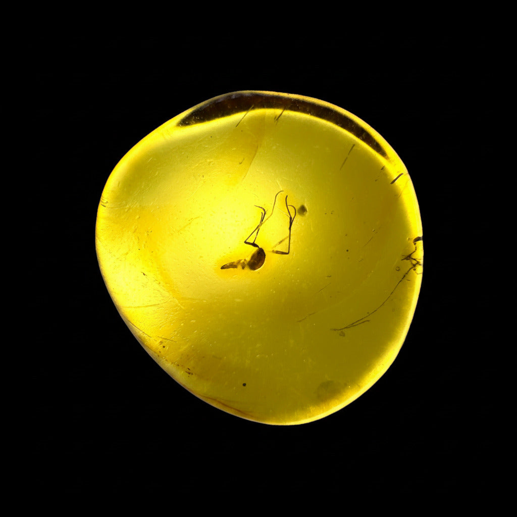Insect in Amber