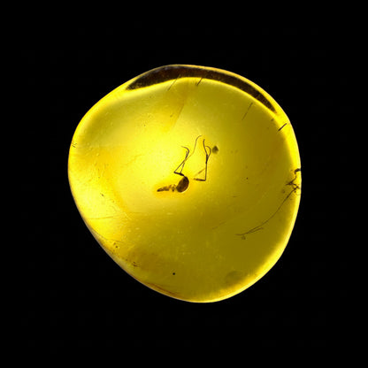 Insect in Amber