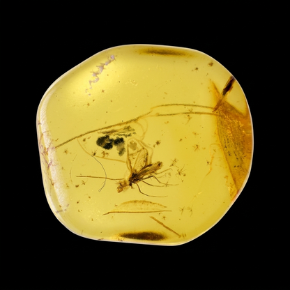 Insect in Amber