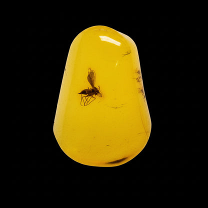 Insect in Amber