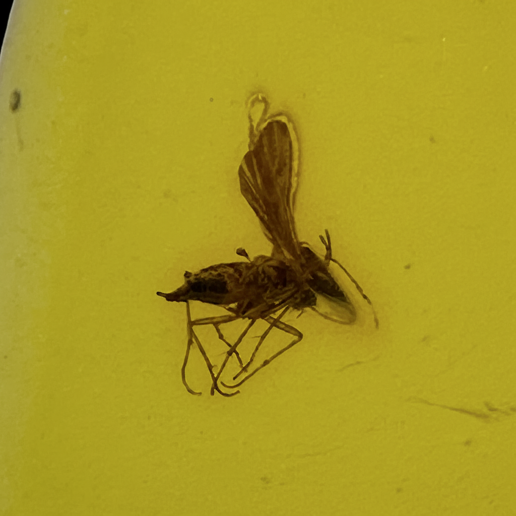 Insect in Amber