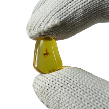 Insect in Amber