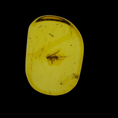 Insect in Amber