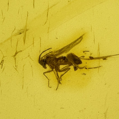Insect in Amber
