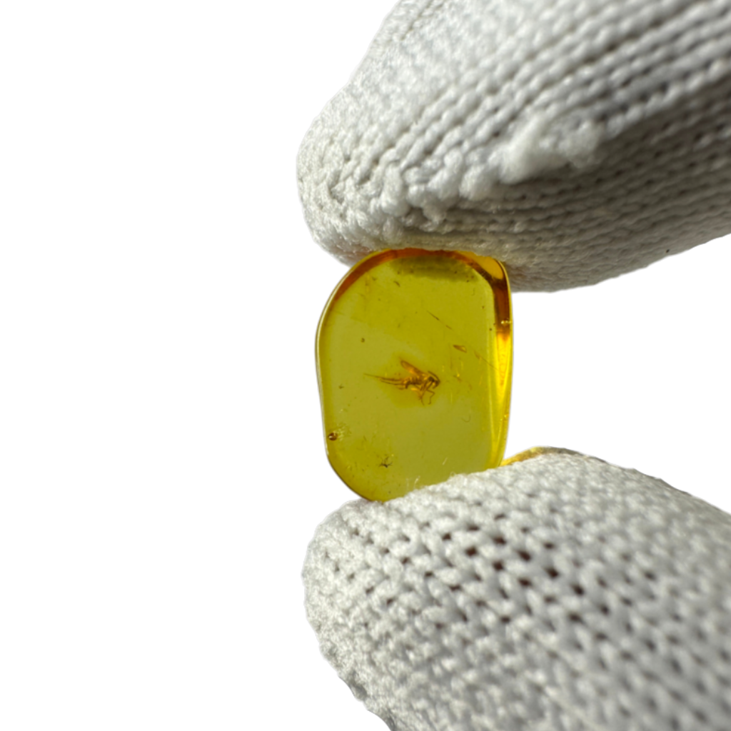 Insect in Amber