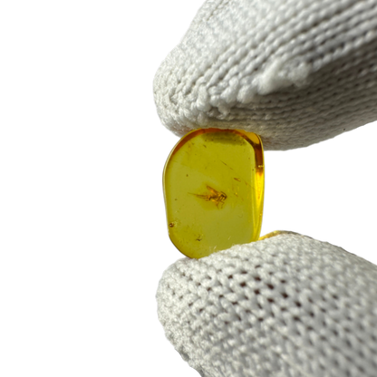 Insect in Amber