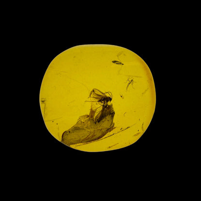 Insect in Amber