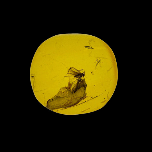 Insect in Amber