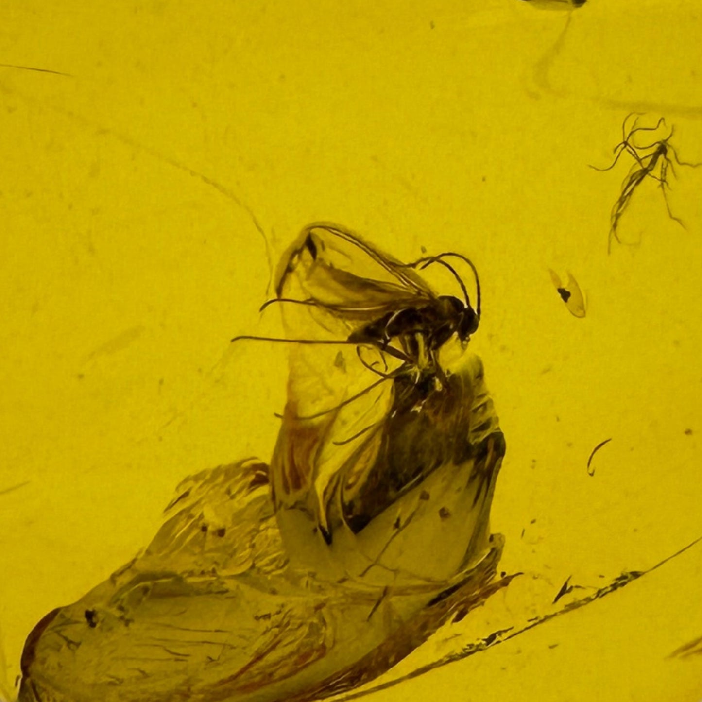 Insect in Amber