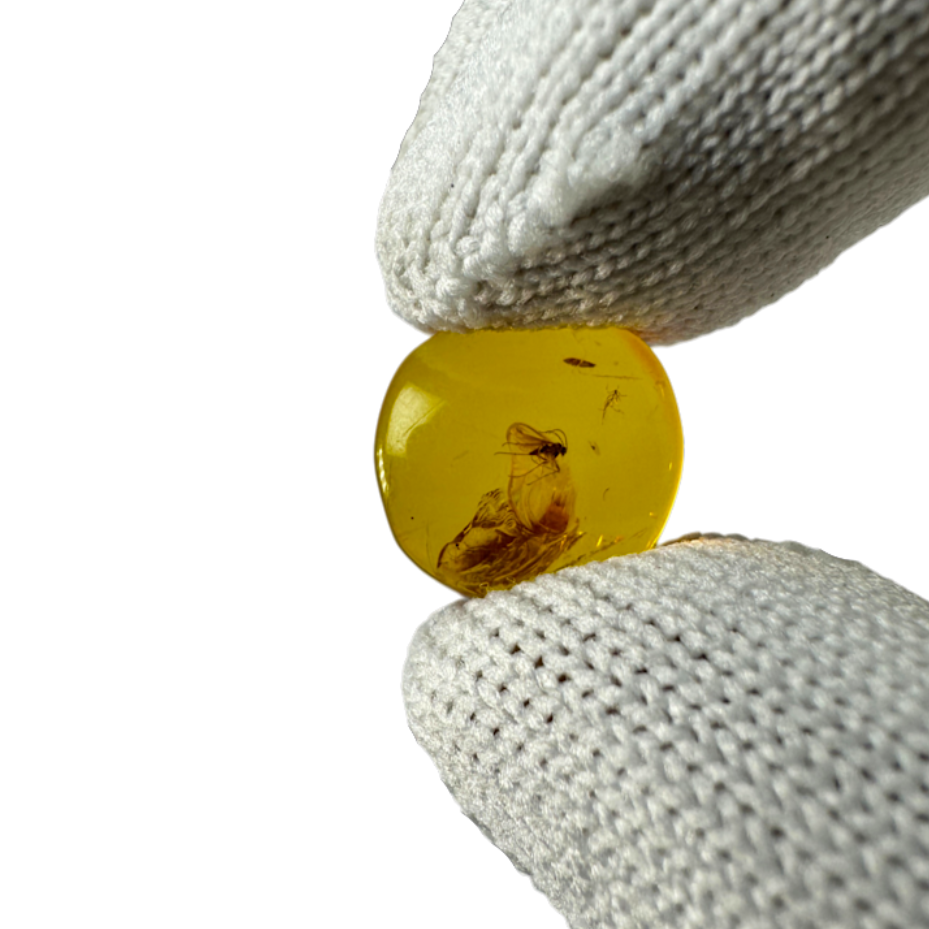 Insect in Amber