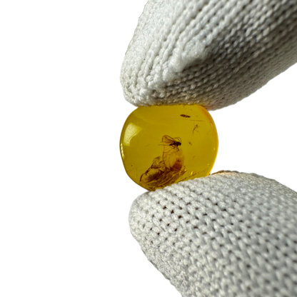 Insect in Amber