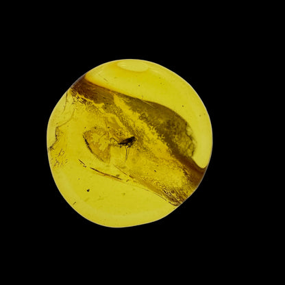 Insect in Amber