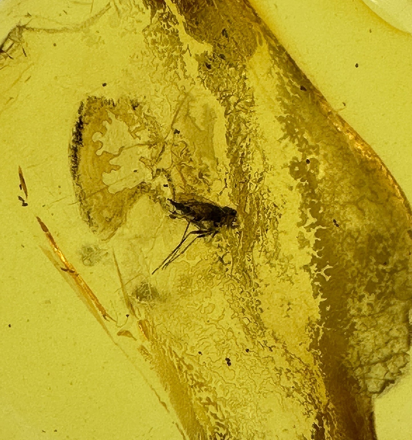Insect in Amber