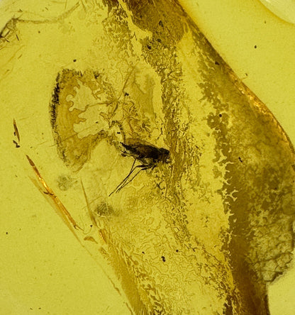 Insect in Amber