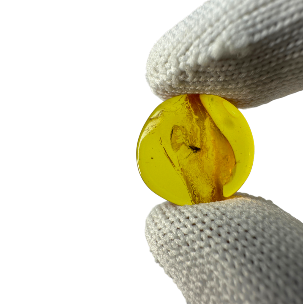 Insect in Amber