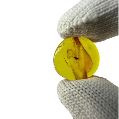 Insect in Amber