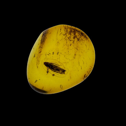 Insect in Amber