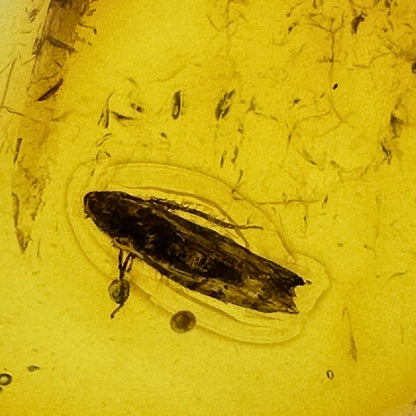 Insect in Amber